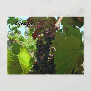 Carte Recette - Raisins sur la vigne