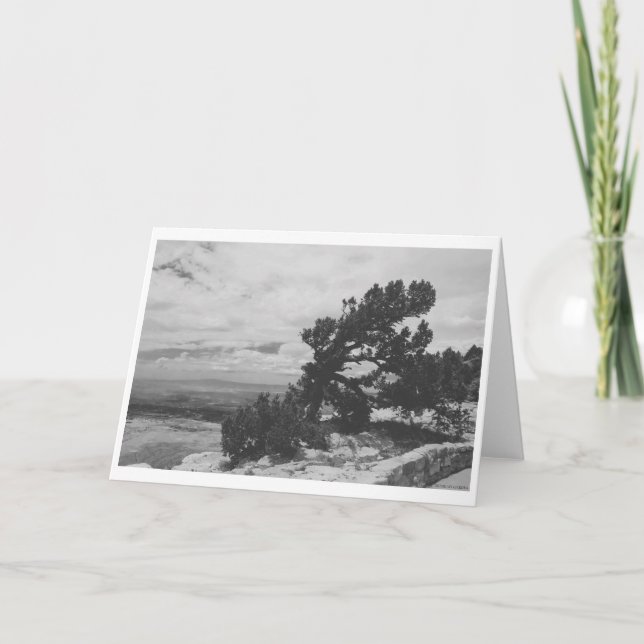 CARTE "RECHERCHE ALBUQUERQUE" (Devant)