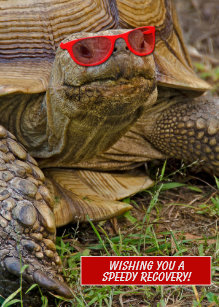 Invitations Faire Part Cartes Humour Tortue Zazzle Fr Invitations Faire Part Cartes Humour Tortue Zazzle Fr