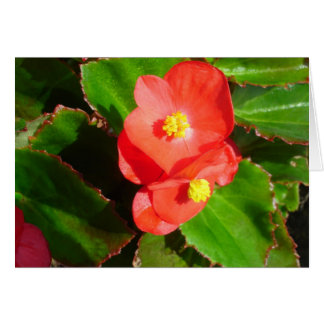 Carte Red Begonias