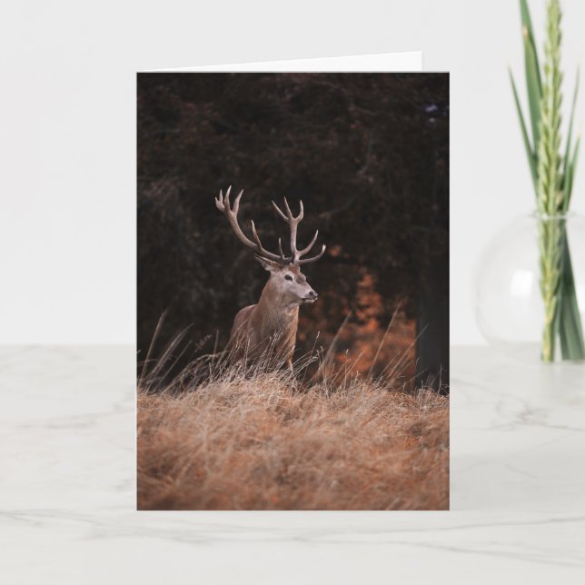 Carte Red Deer Stag (Devant)