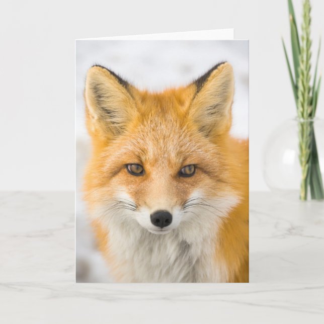 Carte Red Fox Portrait (Devant)