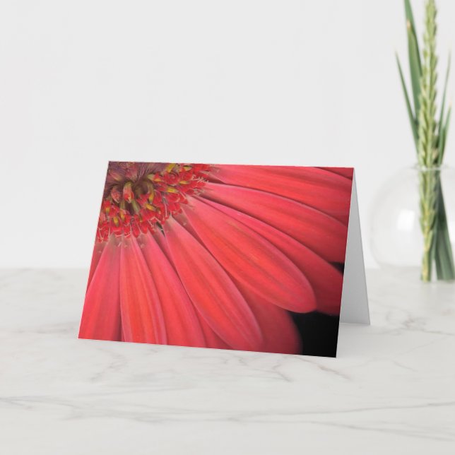 Carte Red Gerber Daisy (Devant)