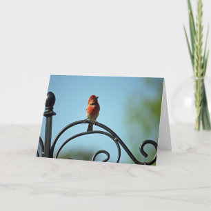 Carte Red House Wren voeux d'anniversaire