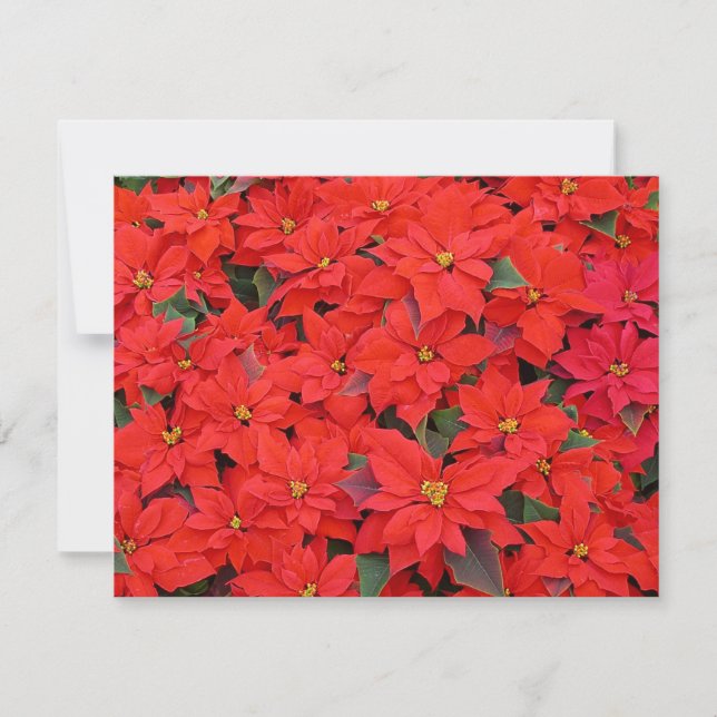 Carte Red Poinsettias I Christmas Holiday Floral Photo (Devant)