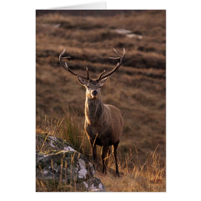 Carte Red Stags (Devant)