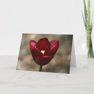 Carte Red Tulip