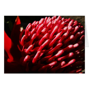 Carte Red Waratah