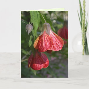 Carte Redvein Abutilon