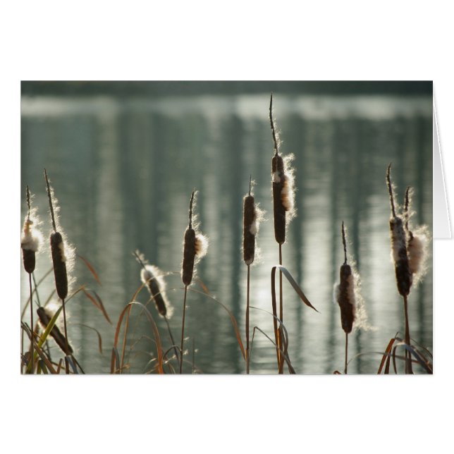 Carte Reedmèmes (Devant horizontal)