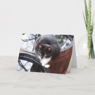 Carte Reflective Tuxedo Cat on Barrels note cards