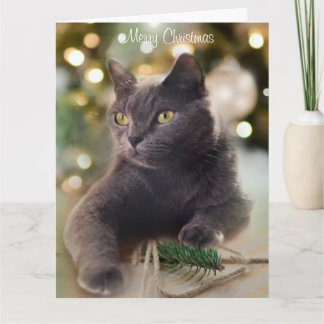 Carte Regal Grey Chat avec les lumières de Noël