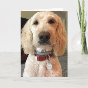 CARTE REGARDEZ DANS MES YEUX ***HEUREUX ANNIVERSAIRE POU