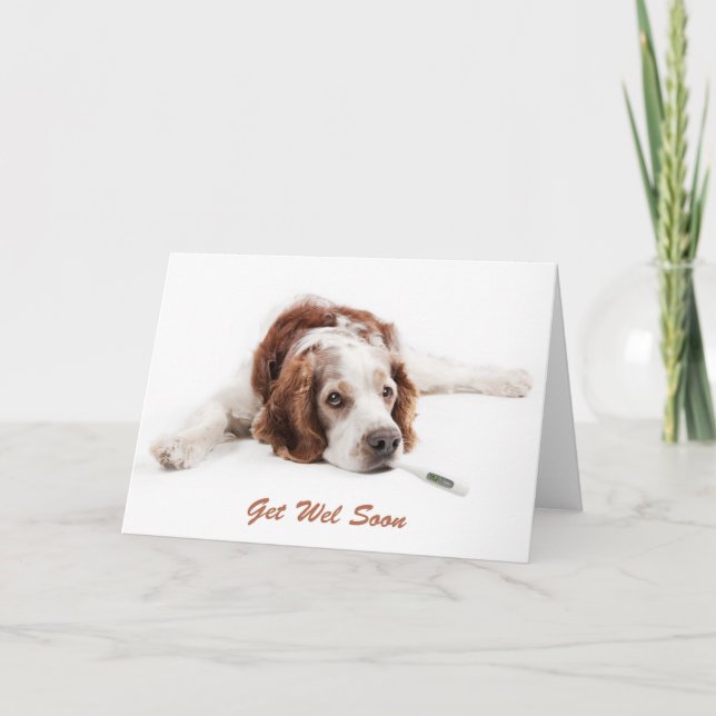 Carte Remettez-vous avec chien Welsch Springer Spaniel (Devant)