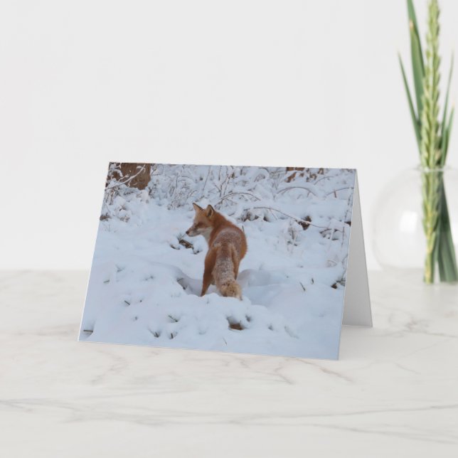 Carte Renard d'hiver (Devant)