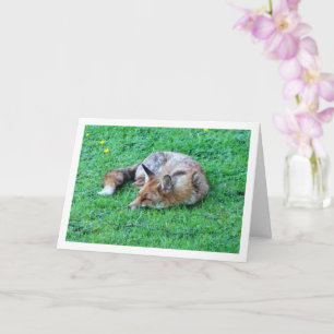 Carte Renard dormant sur l'herbe