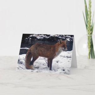 Carte Renard Rouge Époustouflant Dans La Neige Faune Hiv