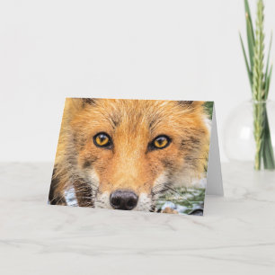 Carte Renard Rouge - Visage - Yeux
