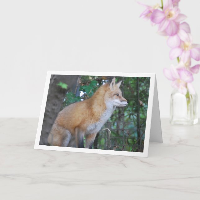 Carte Renard roux assis dans les bois (Orchidée)