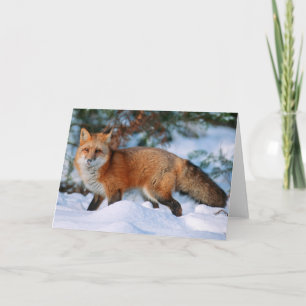 Carte Renard roux   Neige en hiver, Montana
