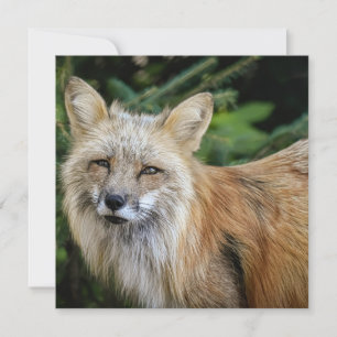 Carte Renard sauvage
