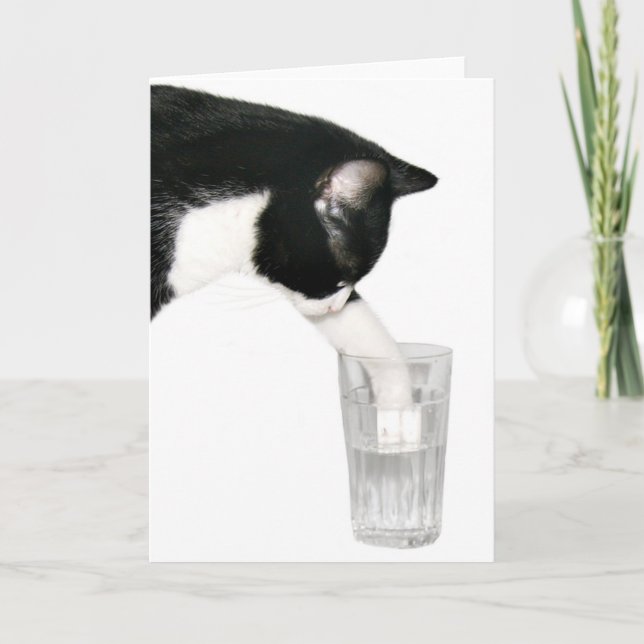 Carte Rencontrez-moi pour les boissons chat (Devant)
