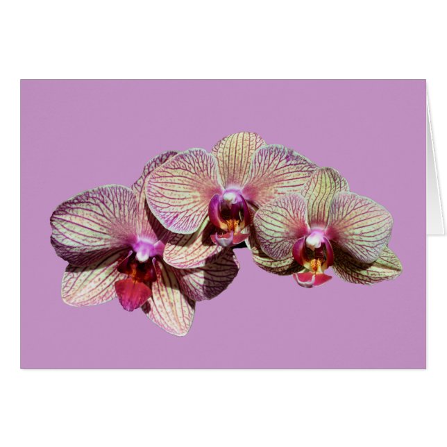 Carte renversante de fleur de trio d'orchidées (Devant Horizontal)