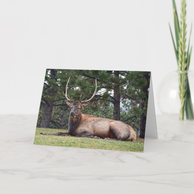 Carte Repose d'Elk Bull (Devant)