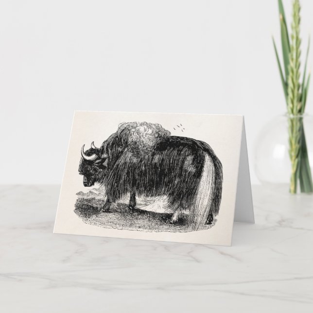 Carte Rétro illustration d'animal de yaks de yaks (Devant)