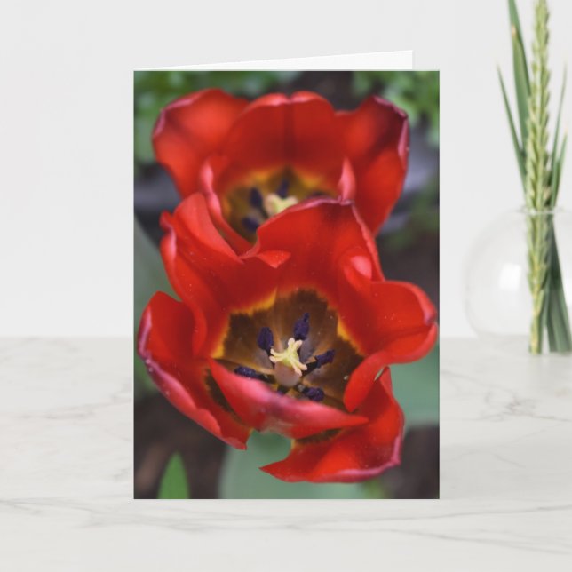 Carte Réveil du printemps, Tulipes (Devant)