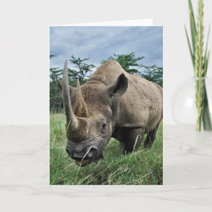 Carte Rhinoceros noir  Kenya