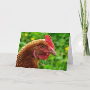 Carte Rhode Island Red Hen
