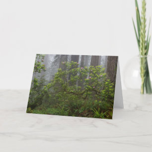 Carte Rhododendron dans le parc national de Redwood en C
