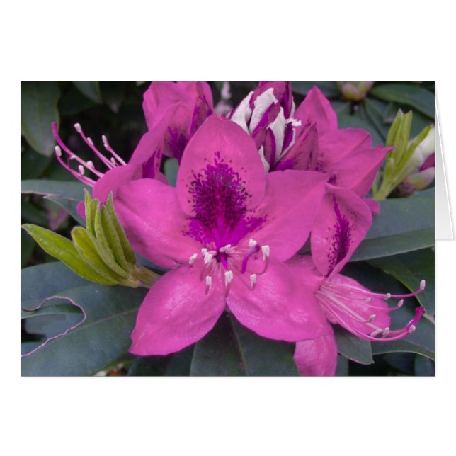 Carte Rhododendron rose (Devant horizontal)