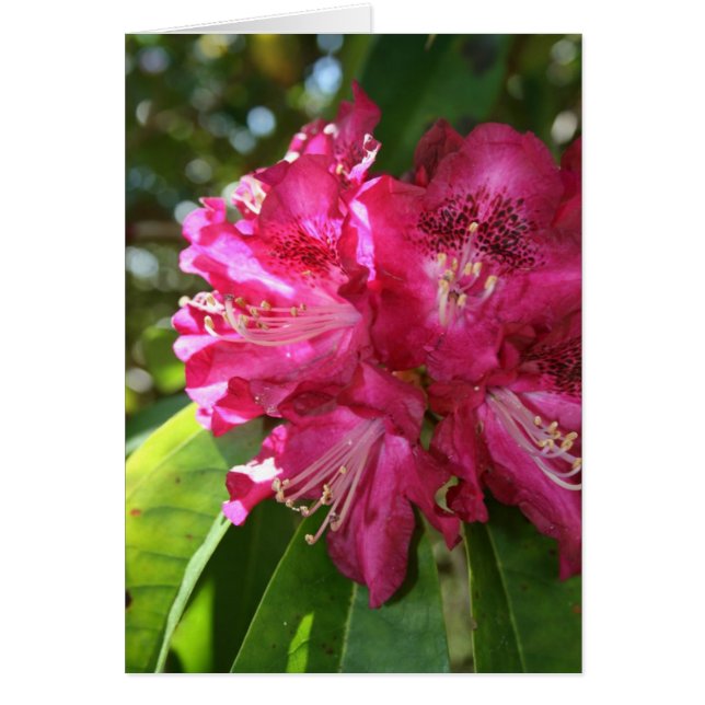 Carte Rhododendrons (Devant)