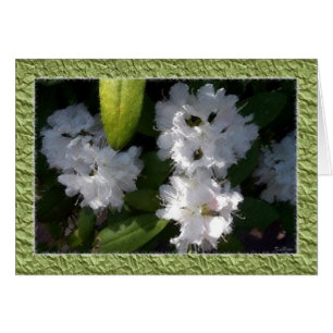 Carte Rhododendrons blanche