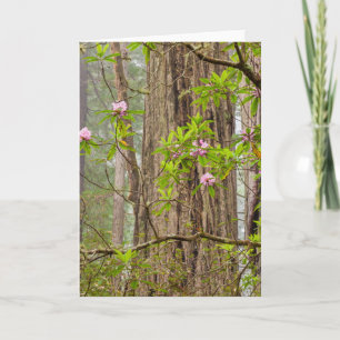 Carte Rhododendrons florissants   Redwoods State Park, C