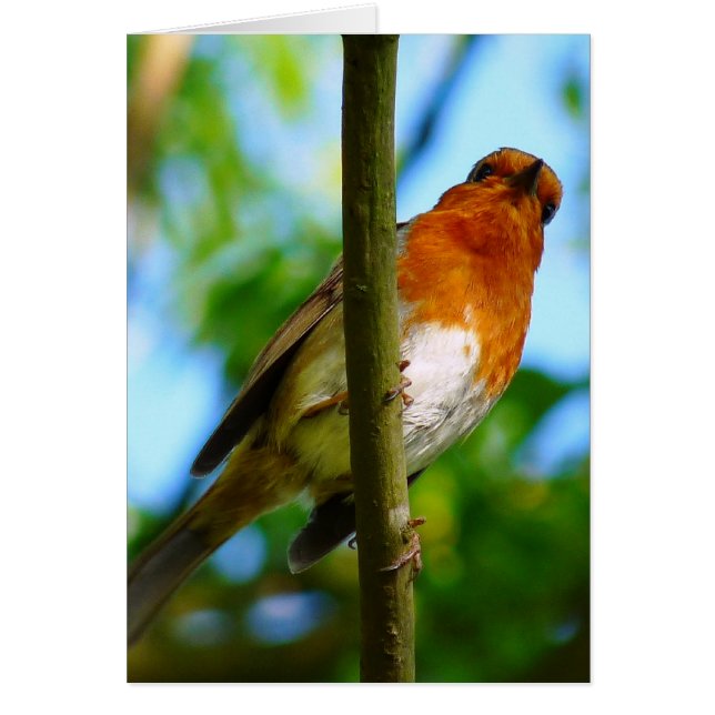 CARTE ROBIN (Devant)