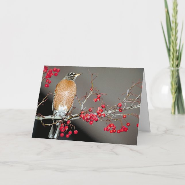 Carte Robin américain et baies rouges (Devant)