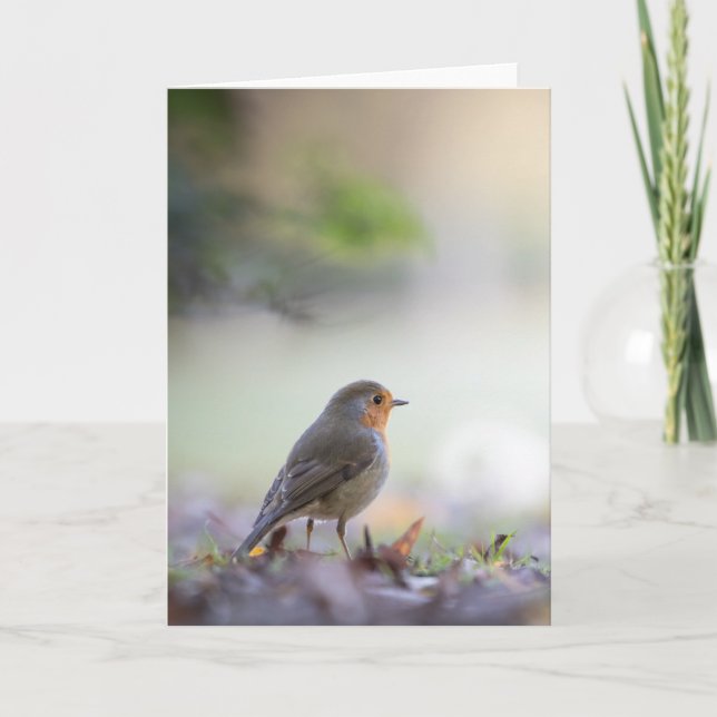 Carte Robin Bird Nature Photo (Devant)