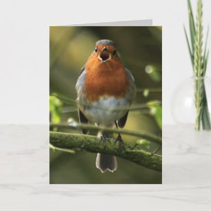 Carte Robin Song