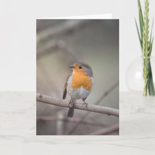 Carte Robin Wildlife Photo (Devant)