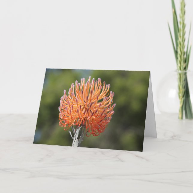 Carte Rocket pincushion protea (Devant)