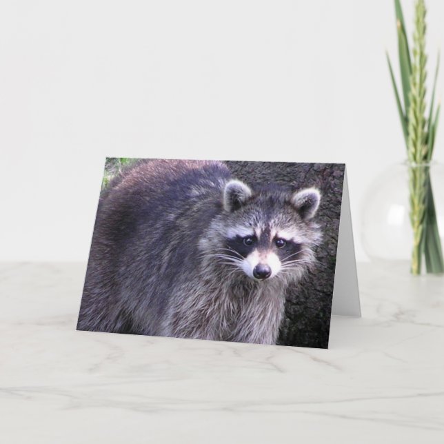 Carte Rocky le Raccoon (Devant)