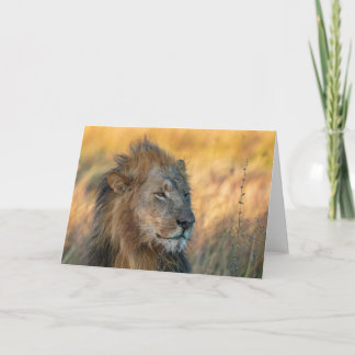 Carte Roi de la Jungle, Botswana