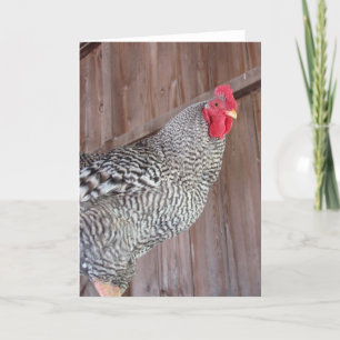 Carte Rooster Barred Rock