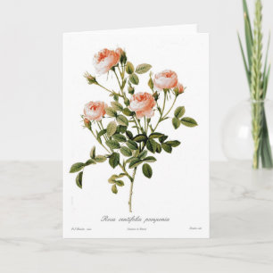Carte Rosa centifolia pomponia
