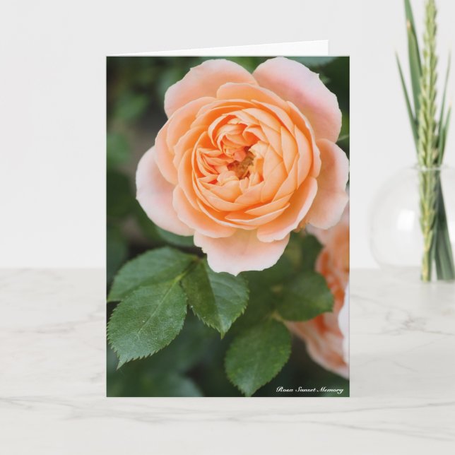Carte Rosa Sunset Memory:Greeting card (Devant)