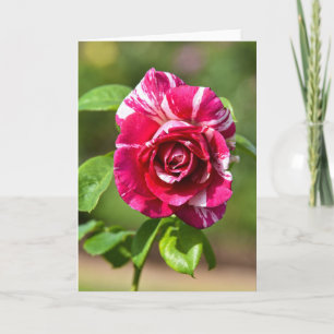Carte Rose à rayures rose foncé et blanc