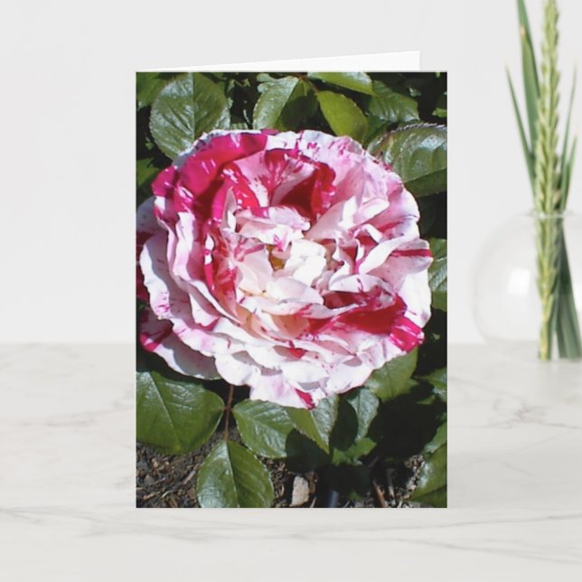 Carte Rose à rayures rouge et blanc (Devant)